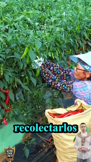 🌶️ En Corea, el chile es más que un ingrediente: es parte de la cultura y la identidad gastronómica. Desde el kimchi hasta las salsas picantes, el sabor intenso del gochugaru (polvo de chile coreano) acompaña la mesa diaria, simbolizando fuerza, salud y tradición. 🇰🇷✨ #CulturaCoreana #ChilesCoreanos #Gochugaru #Kimchi #SaborCoreano #Gastronomía #Tradición | Caso activo 24/7