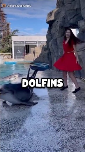 Dolphin Intelligence Explained 🐬 ??