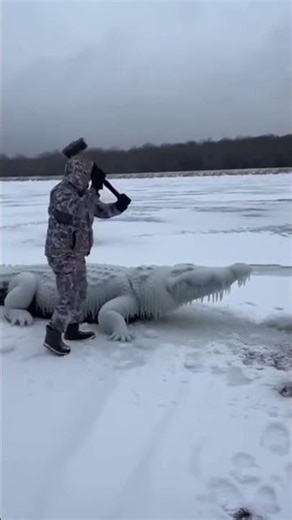 freeze animal 🫴🤯 #realfools #wildlife#deer #animals #realfoolhumechala #comedy#lion#cute#coolfinds