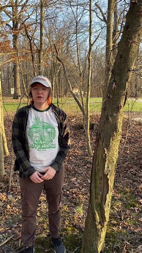 Honey Locust : Gleditsia triacanthos this tree is most notible for its large thorns which developed thousands of years ago to protect against megafauna such as giant ground sloths! - #environmentalscience #environmentaleducation #nature #granolatok #transgenderinstem #lgbtqinstem #dendrology #environmentalist #ecology #ecologytiktok #honeylocust