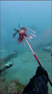 Lionfish Research Sample Collection Dive