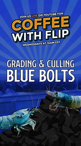 Culling doesn't always have to be the same across the board, you can cull for certain colors or patterns. We always suggest culling any shrimp with deformities though. Culling doesn't mean 💀 Here at Flip we have specific cull tanks where our less colorful shrimp can live out their lives. ☕Join us LIVE every Wednesday at 10AM EST for Coffee With Flip as we talk all things nano aquarium and enjoy our morning coffee together on YouTube!⠀ 🦐 Shop our Shrimp: https://bit.ly/3Qx3uKY 🐡 Shop our Fish:
