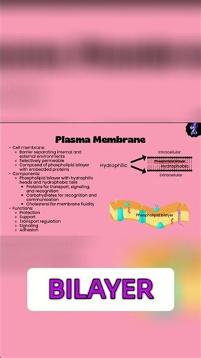 Cell Membrane: Unlocking the Phospholipid Bilayer Secrets!