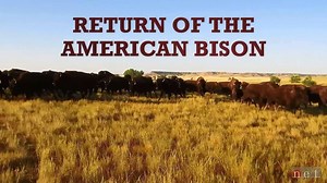 North America's largest mammal, the American bison, is an enduring symbol of the Great Plains. Over a century ago, the species survived near extinction and is today considered a conservation success story. | Nebraska Public Media