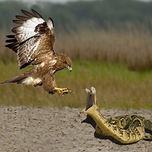 95K views · 648 reactions |  Hawk Must Have A Bad Day When Having Nothing To Eat  | Snake TV | Facebook