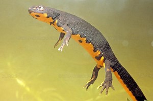 Japanese Fire-Bellied Newt Care Sheet | Reptiles' Cove
