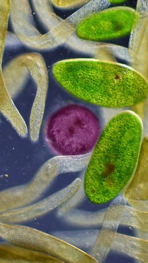 mymicroscopicworld on TikTok