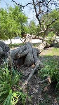 I Found the Most Incredible Twisted Tree in Beatrice, Nebraska! 🌳
