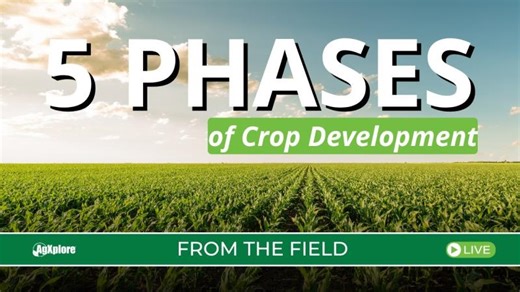 From The Field: 5 Phases of Crop Development | AgXplore International