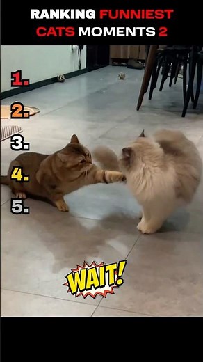 Ranking the Funniest Cats Ever 🤣