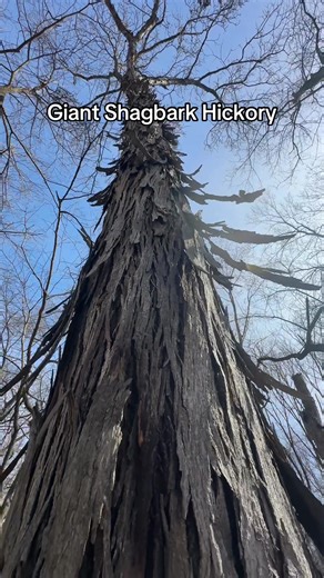 I thought this big Shagbark Hickory looked extra shaggy! #hickory #tree #timber #forest