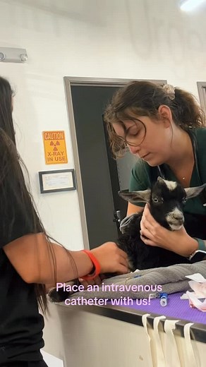 Placing an intravenous (IV) catheter in a small ruminant. 🐐 Why place an IV catheter? * Reduces repeated needle sticks * Provides a stable route for emergency meds or fluids * Helps monitor hydration and treat illness more effectively ⁣ 💬 Drop a comment if you’ve ever placed a catheter in farm animal — or tell us what veterinary skill you want to see next! #vetmed #GOAT #goatvet #statvet #tulsavet | STATVet Animal Urgent Care