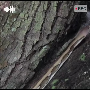 Watch how a python grabs its prey instantly! 🐍🍽️ #WildlifeHunt #PythonPredation #NatureAction #SavannahLife #PredatorInstincts | Tvpchapadinha