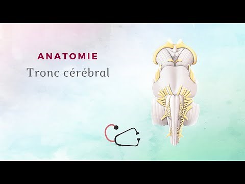 Neuroanatomie - Anatomie du tronc cérébral