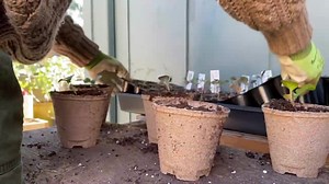 Up-Potting Seedlings 💚🌱 Before your seedlings are ready to be transplanted outside, they may need to be up-potted. This gives the plants more room for root development and is an opportunity to feed your seedlings! Seeds should be started in seedling mix, which is not very nutrient dense, and as your seedlings grow larger, they need more food. Even if you’ve already been fertilizing your seedlings, they will definitely appreciate a richer soil. Once your seedlings have 4 sets of true leaves or 