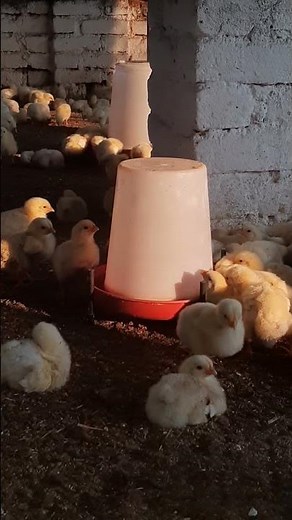 chicken drinking water