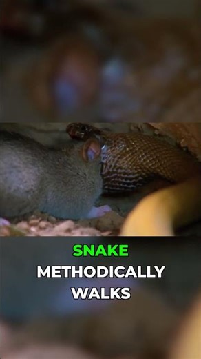 Watch a Taipan Devour Prey: Unveiling Digestion Secrets!