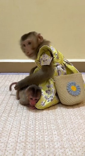 Hight IQ Jenny Care Baby Titas | Monkey TV