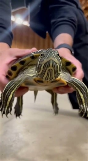 turtle Ooooooooooo | #turtle #funny #funnyshorts