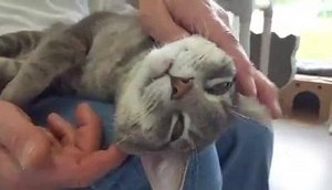 1.7K views · 118 reactions | Lap Cat Alert! Simon is a one year old love bug. He is shy at first but once he gets to know you he's a lover! | Iowa City Animal Care & Adoption Center | Facebook