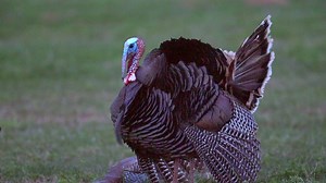 Thanksgiving is over, but we're still thinking about tasty turkey. You can harvest your own wild turkey here in Utah next spring. The populations are thriving and the spring 2019 limited-entry application period is now open! Learn more: http://go.usa.gov/xPF63 | Utah Division of Wildlife Resources