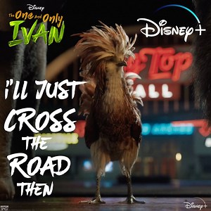 15K views · 345 reactions | Why did the chicken cross the road? To stream The One and Only Ivan exclusively on Disney+! | Walt Disney Studios | Facebook