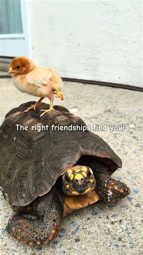 Introducing Quadzilla’s favorite tortoise, Sarah!