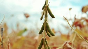 Field Soybean Before Harvest. Farmer Working Field Inspects Soy Agriculture. Soybean Plantation Farming. Harvesting Time.Vegetables Plants Growth Organic Farm. Agribusiness Bio Care Soybean Plantation