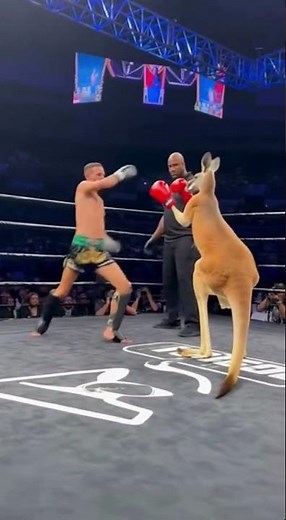 Man vs Kangaroo – Kickboxing Championship