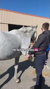 Difficult consultation in a horse