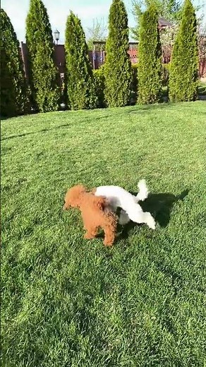 Tiny Poodles Having the Time of Their Lives! 😍🐾