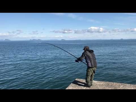 愛媛の新居浜でコブダイ釣り