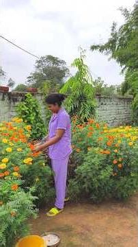 कब्र पर्व के लिए harmala 🤗 Village Life गांव की जिंदगी #couplelife #villagelife #christian #flowers
