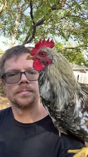 Peck on the Cheek #parody #backyardchickens #swedishflowerhen #funnychickens #funnyshorts