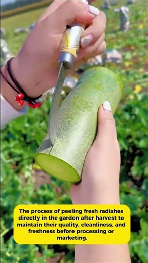 The sensation of freshness of freshly harvested radishes, the peeling process is satisfying to watch