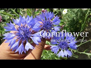 Growing Cornflower. Cornflower / Bachelor's Button Plant Care.