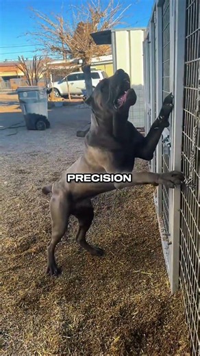 These Dogs Were Built for Dangerous Situations