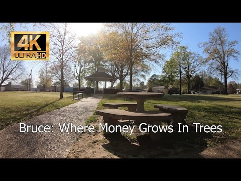 Bruce Mississippi: Where Money Grows in Trees