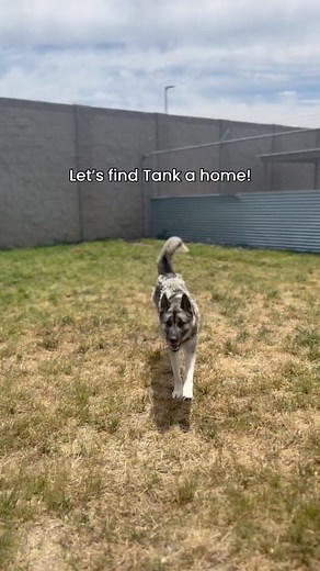 5.6K views · 96 reactions | ✨ADOPT TANK ✨ Thank you Rock Your Body...