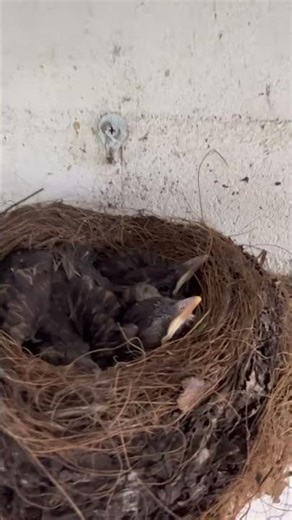 New life in motion🐣Watch these baby birds hatch #Hatching #nature 💛#NewLife #BabyBirds #lifebegins