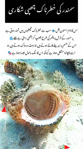 The Deadly Stonefish Lurking in the Ocean🐟#stonefish #amazingnature #wildlifefacts #animals #shorts