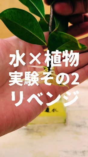水×植物の実験②#観葉植物 #植物 #ガジュマル #実験#水 #リベンジ