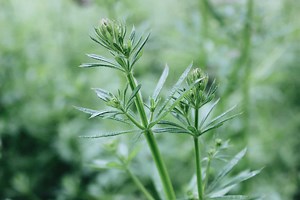 Herbs for a Healthy Urinary System - The School of Evolutionary Herbalism