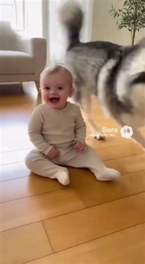 Husky Spins Around Baby, Creates Epic "Merry-Go-Round" Fun! 🎠