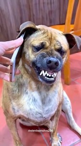 3.5M views · 10K reactions | Animais engraçados #comedy #humor #memes #viral #cat #animais #funny | Elenilson Silva | Facebook