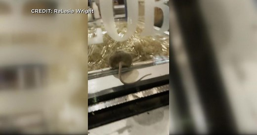 Stella's Fish Café temporarily closes after viral rodent video