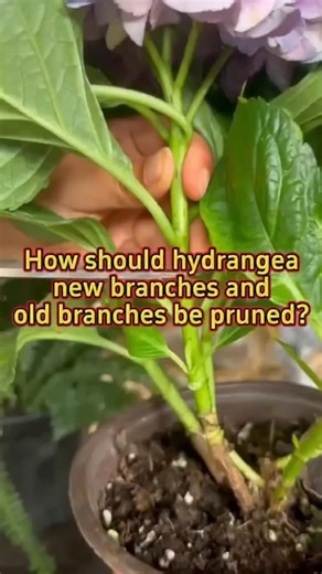 Seedsconnect on Instagram: "How should hydrangea new branches and old branches be pruned? #houseplants #indoorplants #plants #planting #plantlover"