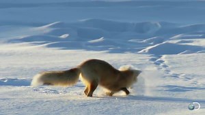 1.4K views · 75 reactions | Did you know Red Foxes can use magnetism to pinpoint a mouse under 3ft of snow? | Discovery Channel Africa | Facebook