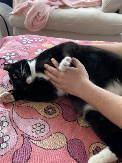 The Big House Cats on Reels