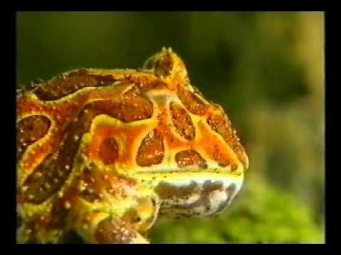 Δες πως μεγαλώνουν - Ζώα της ζούγκλας (Ντοκιμαντέρ - Ελληνικά )